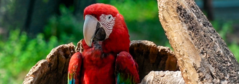 Budapest Zoo Experience