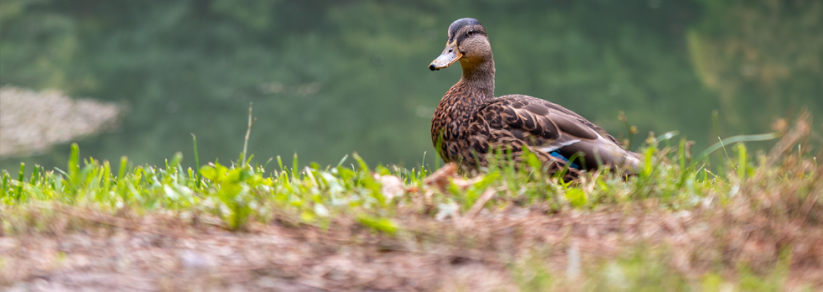 Where Cavemen lived | Hiking in Szalajka Valley